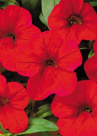 Calibrachoa MF 'Scarlet'